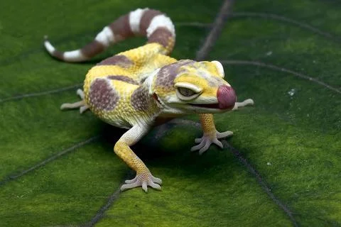 Leopardgecko auf einem Blatt Leopardgecko auf einem Blatt Copyright: xZoon... Stock Photos