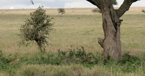 Leopards approching Acacia Tree in tall Grass. Stock Footage 129738082