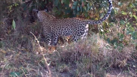 Leopards attack giant python in Kruger National Park Stock Footage 109263709