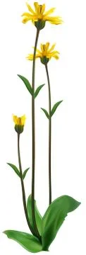 Leopard's Bane Stock Illustration