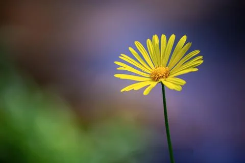 Leopards bane Stock Photos