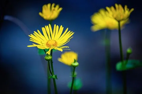 Leopards bane Stock Photos