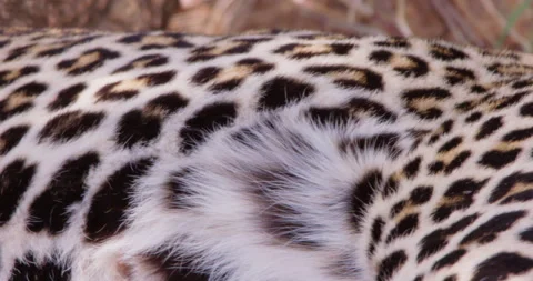 A Leopard's body panting in dry savannah grassland at midday Stock Footage 310969367