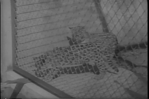 Leopards born to a black leopard in Rio De Janeiro Zoo 1967 Stock Footage 293477449