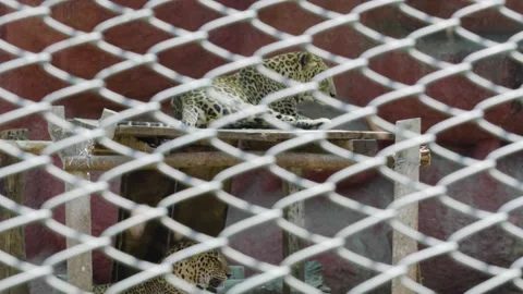 Leopards in the captivity 4k 30p Stock Footage 233835489