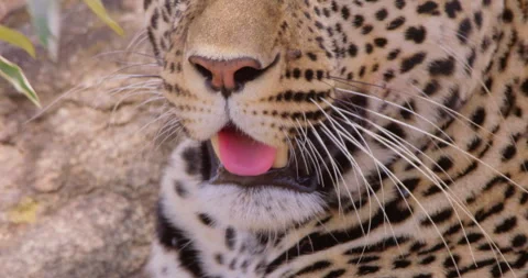 A Leopard's face panting in dry savannah grassland at midday Video stock 310972048