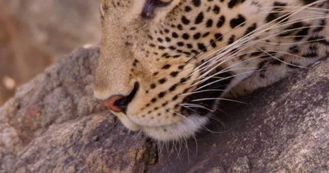A Leopard's face resting on rock in dry savannah grassland Stock Footage 310973383