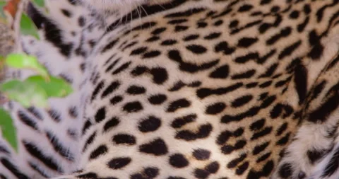 A Leopard's face scanning around the dry savannah Stock Footage 310975252