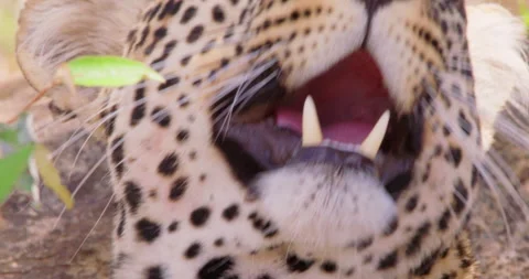 A Leopard's head dozing off in dry savannah grassland Stock Footage 310972911