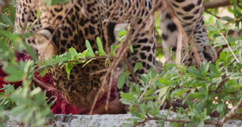 A Leopard's head feeding on dead impala in dry savannah Stock Footage 310968620