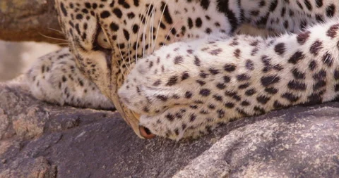 A Leopard's head licking its paw in dry savannah at midday Stock Footage 310969375