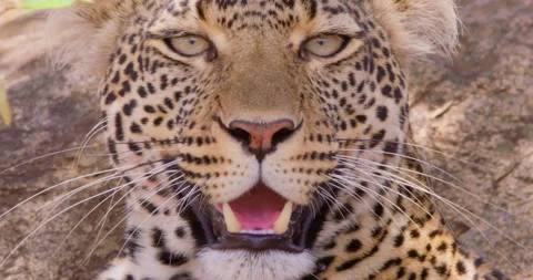 A Leopard's head panting in dry savannah grassland at midday Stock Footage 310970523