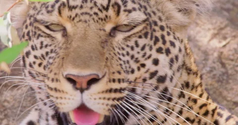 A Leopard's head panting in dry savannah grassland at midday Stock Footage 310984505