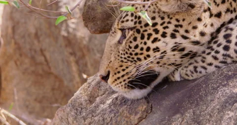 A Leopard's head resting on rock in dry savannah grassland Video stock 310975125