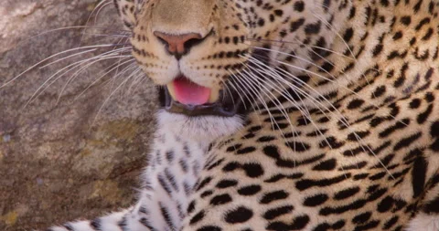 A Leopard's head resting while scanning in dry savannah Stock Footage 310973275