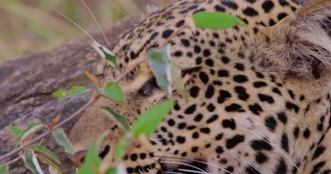 A Leopard's head scanning around the dry savannah grassland Stock Footage 310974972