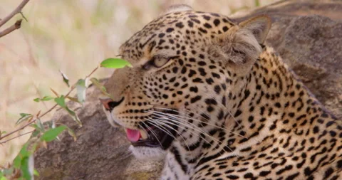 A Leopard's head scanning the dry savannah grassland Stock Footage 310967633