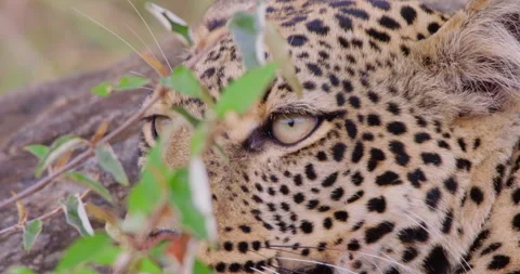 A Leopard's head scanning the dry savannah grassland Stock Footage 310984785