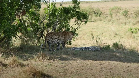 Leopards mating under bush in Masai Mara / Kenya Stock Footage 169401196