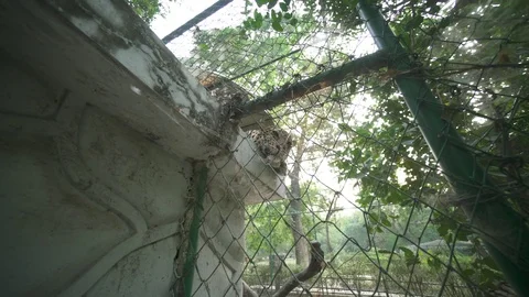 Leopards In The Park Stock Footage 97886336