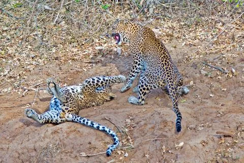 Leopards at play Stock Photos