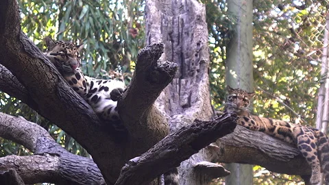 Leopards resting in trees.  Two clouded leopards, one with eyes closed, Stock Footage 143304445
