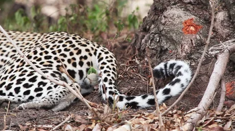Leopard's tail flicking pan to face 库存影片 65421334