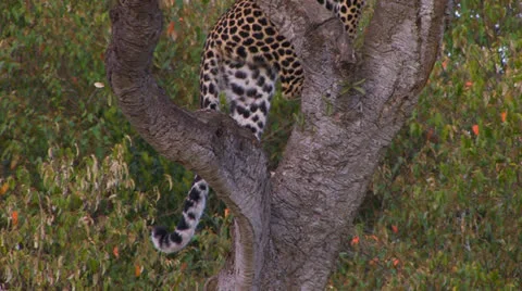 Leopards tail in tree Stock Footage 22792851