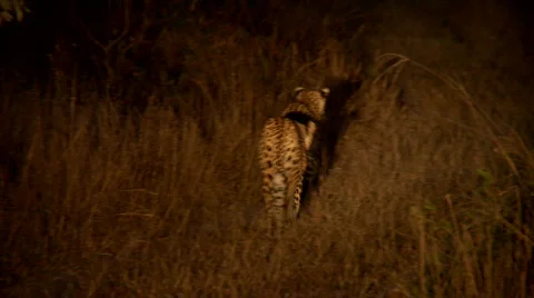 Leopards walking 库存影片 687112