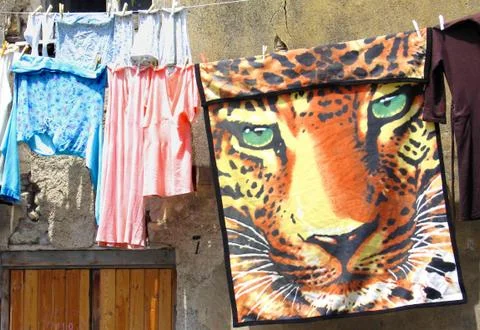 The Leopard's Washday Stock Photos