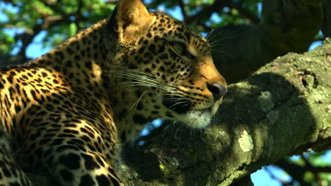 Leopards way Stock Footage 201924470
