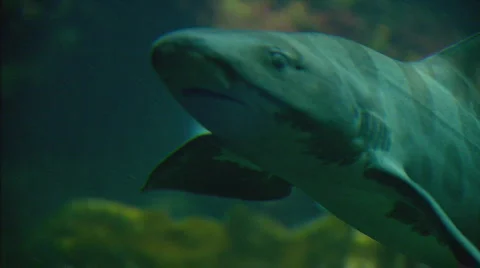 Leopardshark Stock Footage 488359