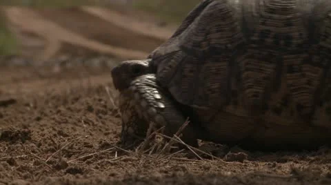 Leopardtortoise1 Stock Footage 11070631