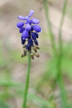 Leopoldia comosa Stock Photos