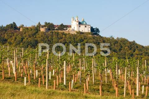Leopoldsberg seen from wine yard, vienna Stock Photos