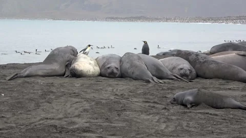 Lephant seals resting colony beach South Georgia, 4K Stock Footage 332359235
