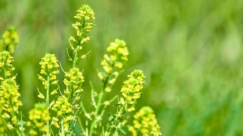Lepidium virginicum, also known as least pepperwort or Virginia pepperweed, i Stock Footage 117462531