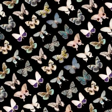 Lepidoptera butterfly Stock-Fotos