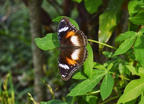 Lepidoptera great eggfly Stock Photos