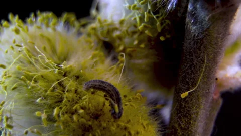 Lepidoptera Larva Specimen on Salix Caprea, Feeding Behavior Macro Stock Footage 331805354