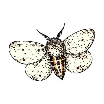 Lepidoptera night moth sketch hand drawn vector Stock Illustration