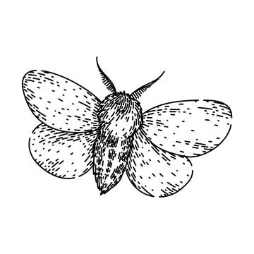 Lepidoptera night moth sketch hand drawn vector Stock Illustration