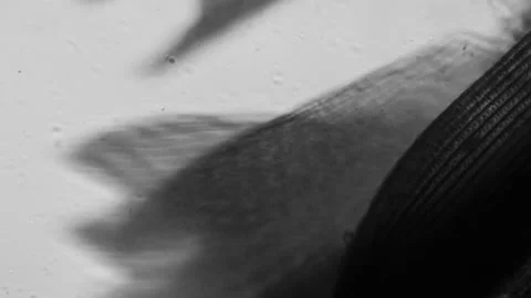 Lepidopterology. Microscopic structures of butterfly wings with multiple Stock Footage 194476171