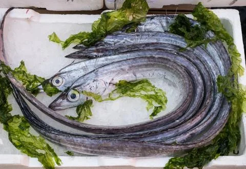 Lepidopus caudatus Stock Photos