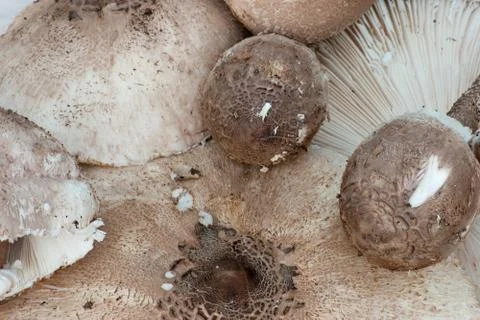 Lepiota rhacodes of different sizes Stock Photos