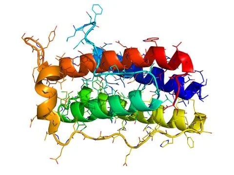Leptin 3d molecule on white Stock Illustration