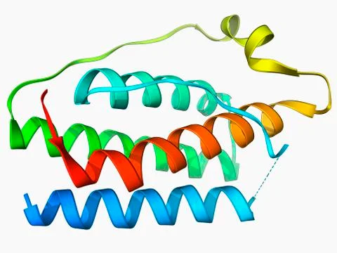 Leptin molecule Stock Illustration