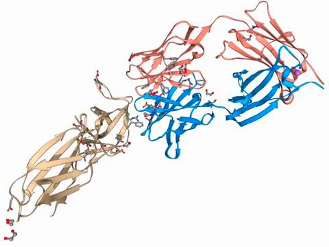 Leptin receptor molecule Stock Illustration