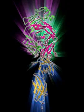 Leptin receptor molecule Stock Illustration