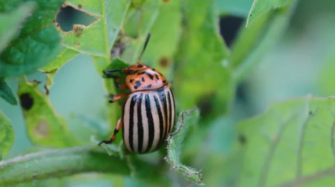 Leptinotarsa decemlineata Stock Footage 33376318